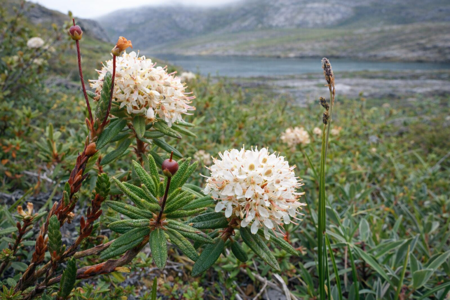 Labrador Tea Labeled Labrador Tea in Alaska → Alaska Standard